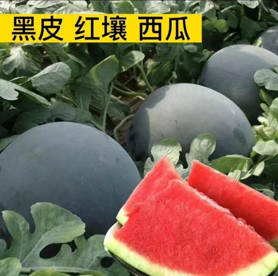黑皮西瓜种子高糖高产黑皮椭圆皮薄坚韧耐小院种植春季