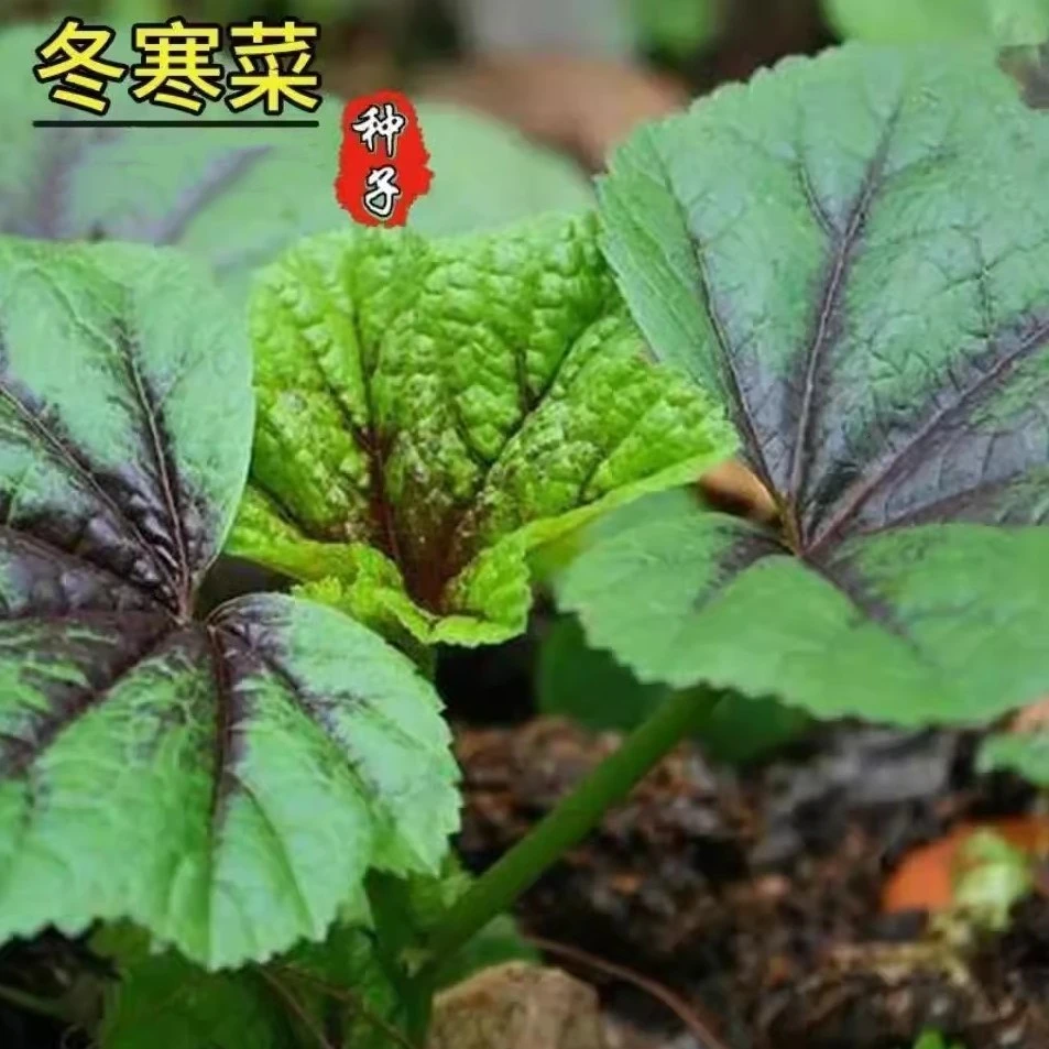 冬寒菜种子冬苋菜种子冬天菜冬葵籽种蔬菜冬苋菜苗