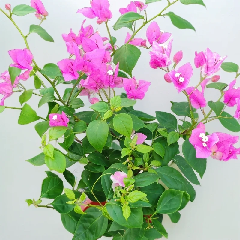 三角梅|   原生盆苗  四季开花 原盆原土发货