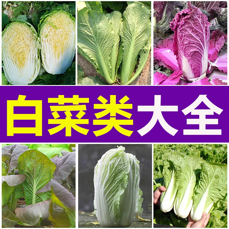 各种白菜种子蔬菜种子春秋播青麻叶籽紫白菜种籽娃娃菜黄芽菜籽