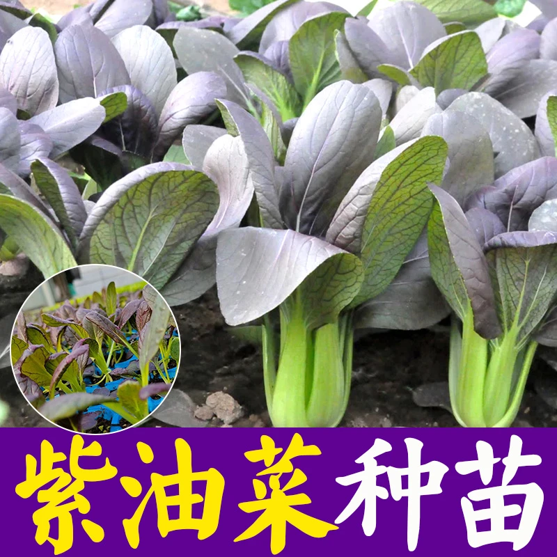 紫贵妃紫色小油菜种子苗子春夏秋四季播蔬菜籽阳台盆栽大田小青