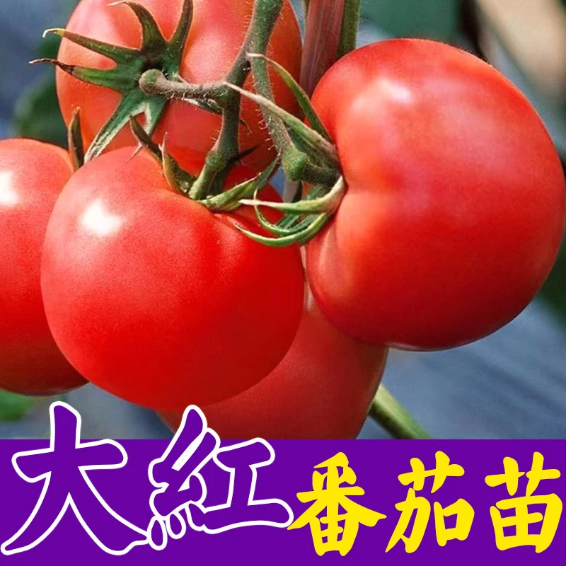 老品种大红番茄沙瓤番茄苗子种子西红柿圣女果苗种苗阳台盆栽苗