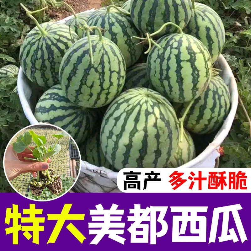 美都西瓜苗子种子西瓜苗香瓜苗子西瓜种子阳台种植大田种植秧苗子