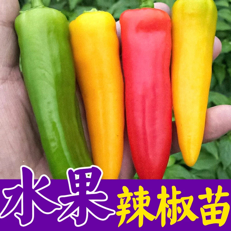 水果辣椒苗子种子不辣的薄皮南方四季盆栽种植食用蔬菜孑种苗