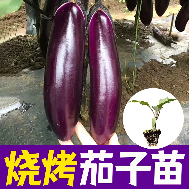 烧烤茄苗秧苗茄子苗烧烤茄杭茄圆茄绿萼苗茄苗带土四季阳台盆栽