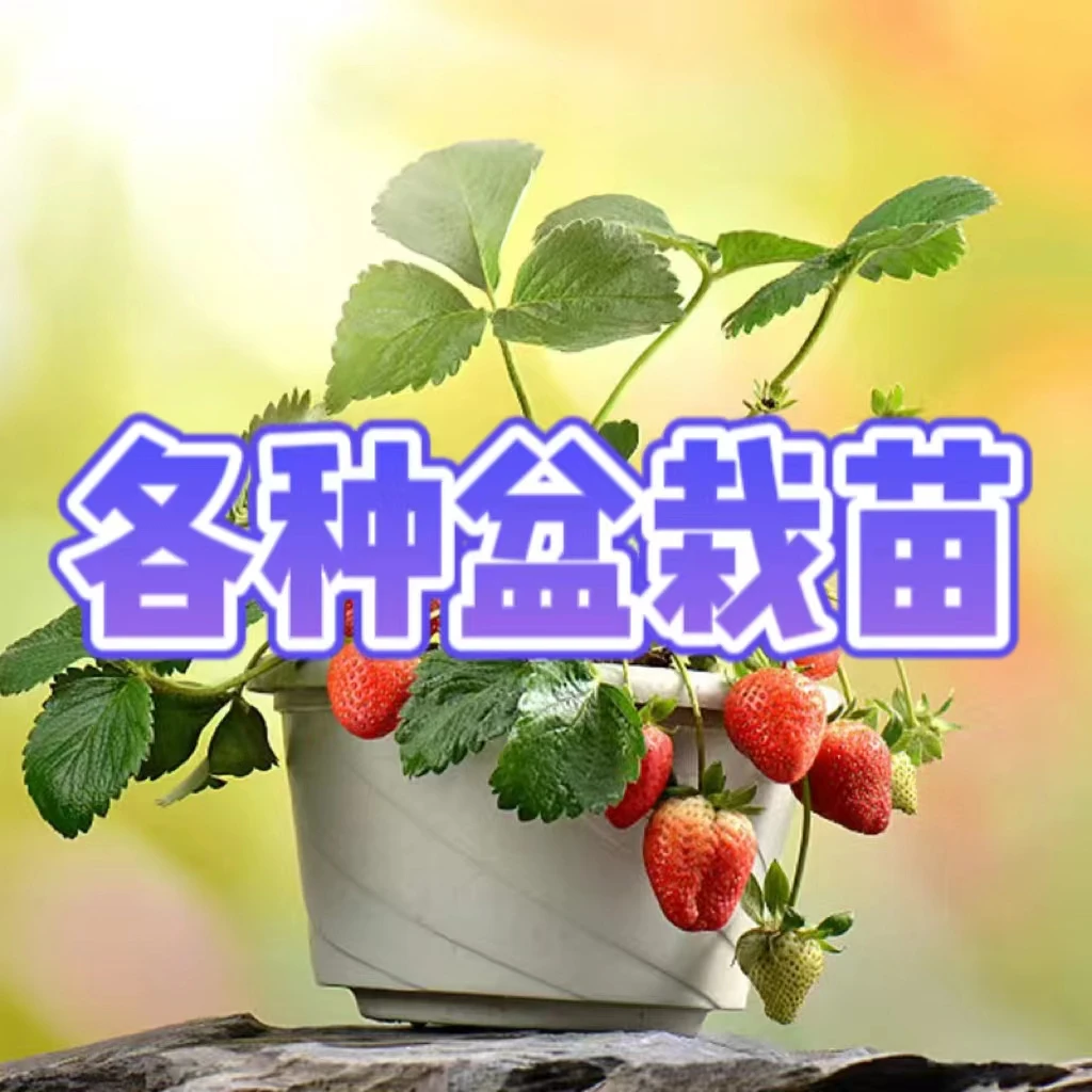 各种盆栽苗寿光百草园艺