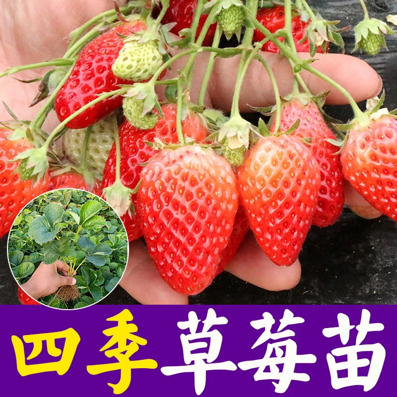 四季草莓苗奶油草莓秧大棚种植食用盆栽带盆带土家庭阳台当年结果