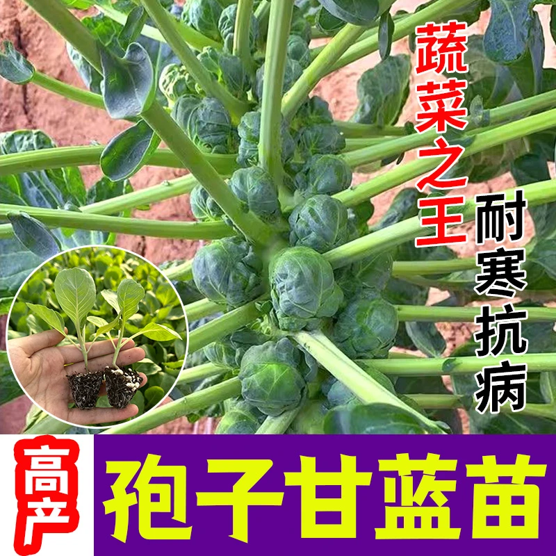 小孢子甘蓝菜苗子苗秧苗春季蔬菜种籽南方菜苗四季活苗孢子菜种