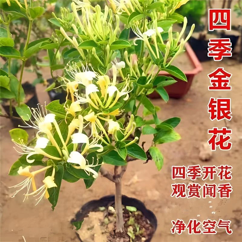 金银花苗树苗盆栽盆景老桩植物泡茶闻香爬藤室内可食用四季红色