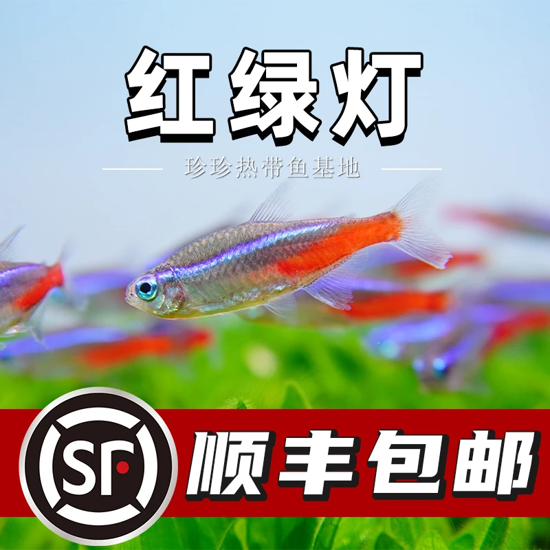 红绿灯鱼宝莲灯鱼热带鱼观赏鱼小型鱼灯科鱼群游鱼活体淡水鱼草缸