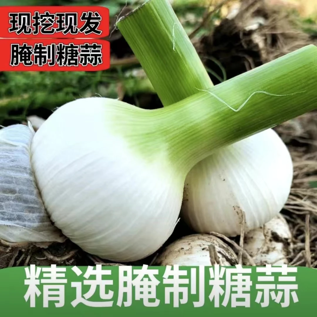 东北青蒜 青蒜头 白皮青蒜新鲜大蒜现挖鲜蒜腌糖醋蒜50头