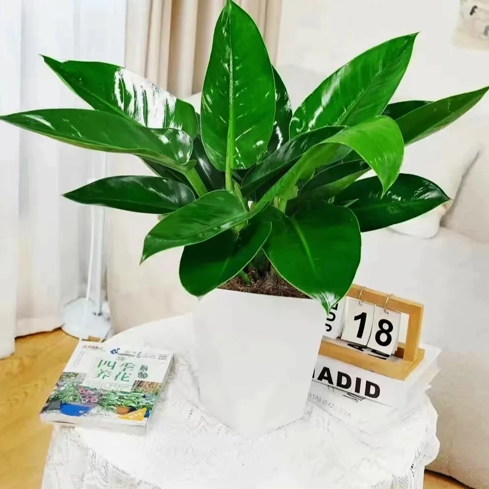 大叶绿公主金钻绿植盆栽客厅大型植物吸甲醛办