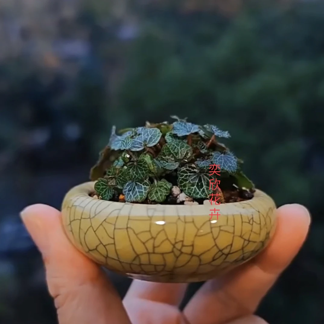 姬虎耳草 最小的姬虎耳 姬雪之下 超迷 指尖小玩物