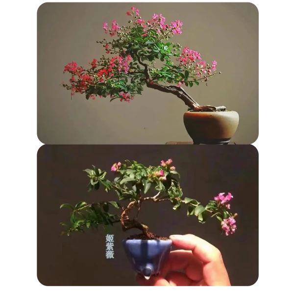 进口姬紫薇 紫红花 掌上微型盆景素材 桌面茶台 好养易活 禅意