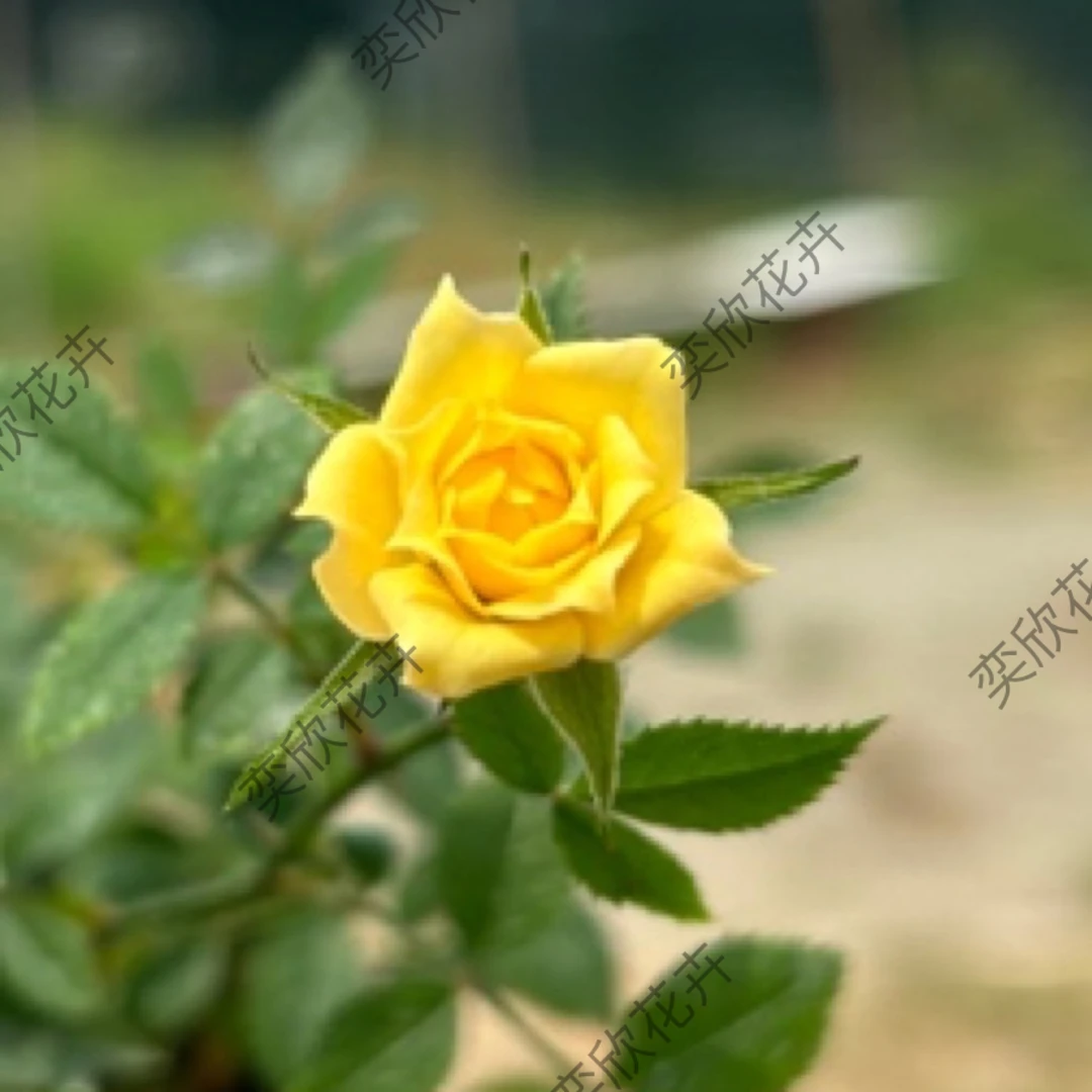 黄金雅 微月 中苗