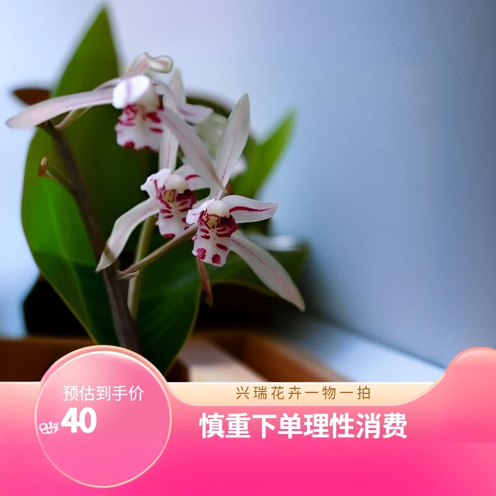 人工培植兴瑞花卉（一物一拍）除运损外养死不包。