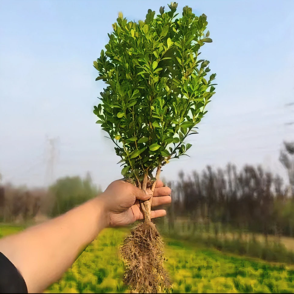 小叶黄杨苗瓜子园林绿化树苗南方北方种植黄杨庭院地栽盆栽黄杨球