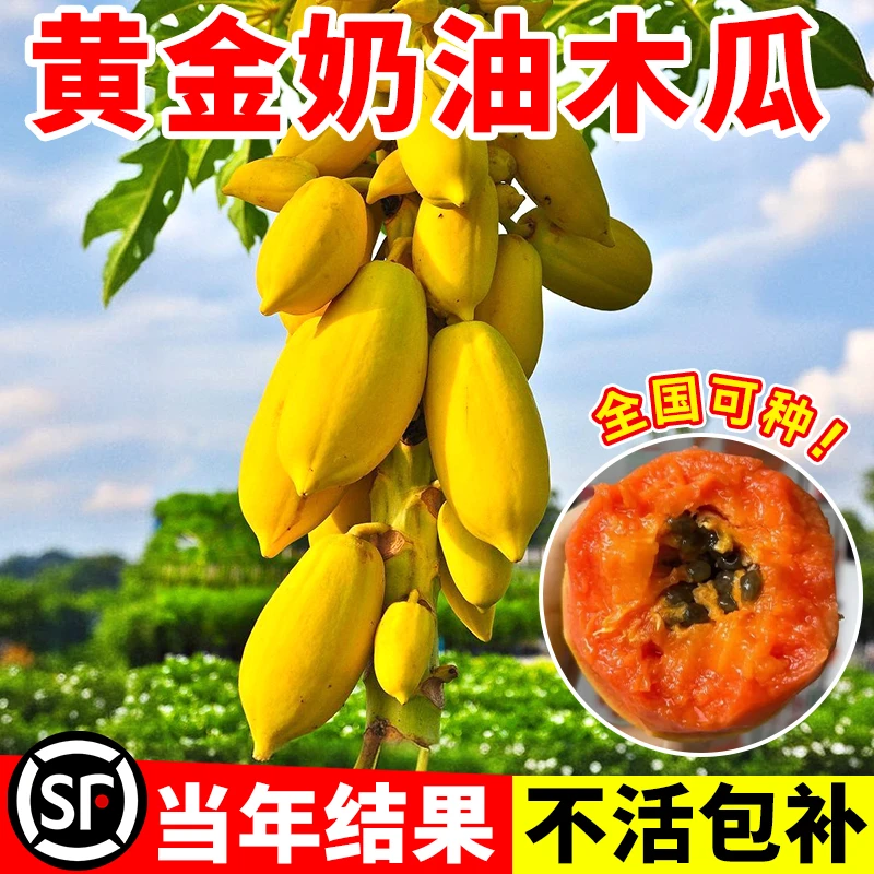 黄金木瓜果树果苗冰糖红心水果木瓜特大苗果树庭院南北方种植盆栽
