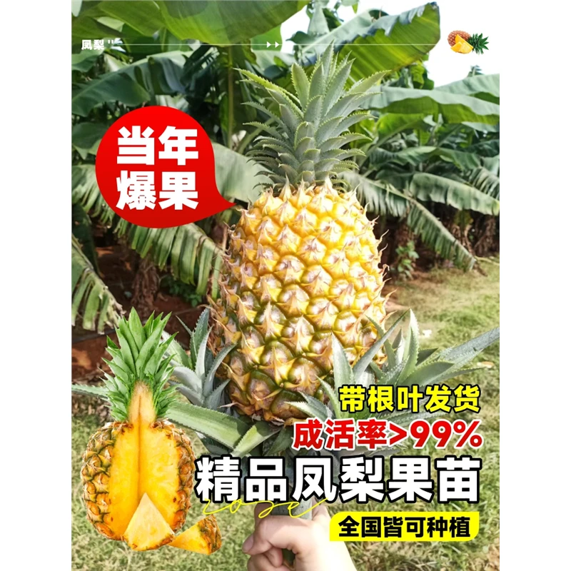 台湾金钻西瓜凤梨苗菠萝苗带果盆栽果树果苗南方种植水果矮化甜蜜