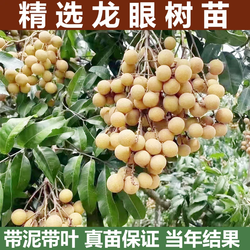 龙眼树苖盆栽水果树苗储良桂圆石硖南方四季庭院种植地栽果树果苗