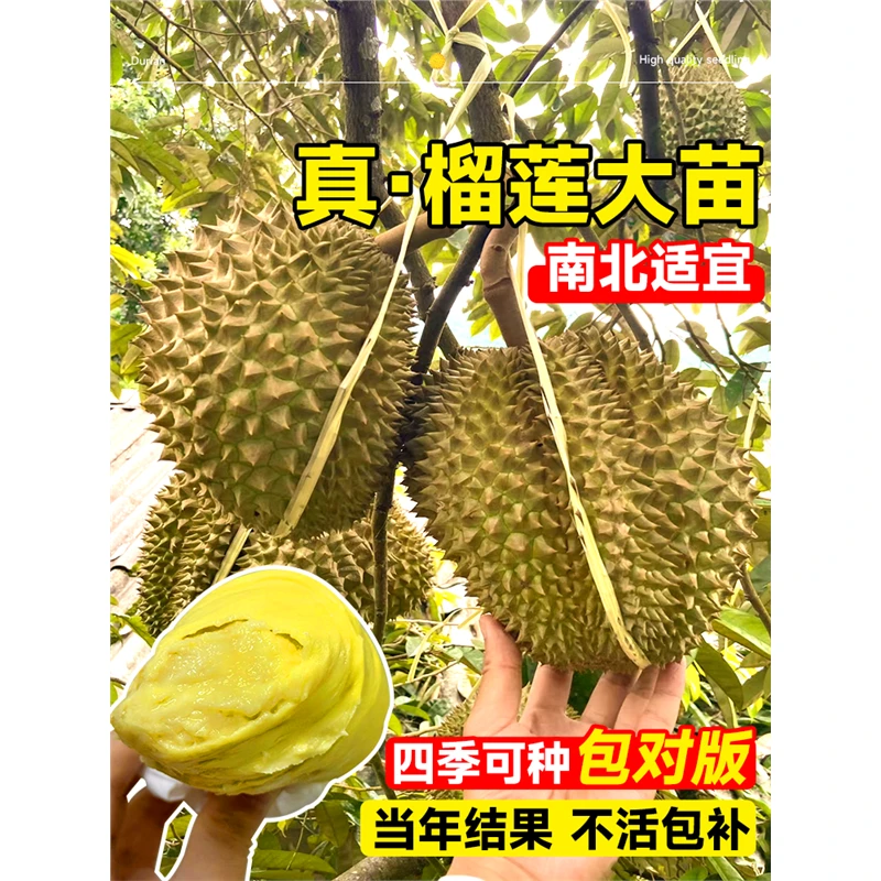 榴莲树果苗南北方种金枕榴莲正宗广西嫁接猫山王矮化盆栽水果树苗