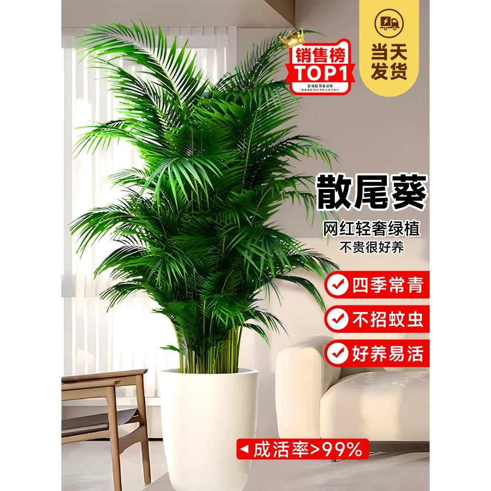 散尾葵绿植物客厅大型盆栽夏威夷凤尾竹办公室内富贵椰子四季常青
