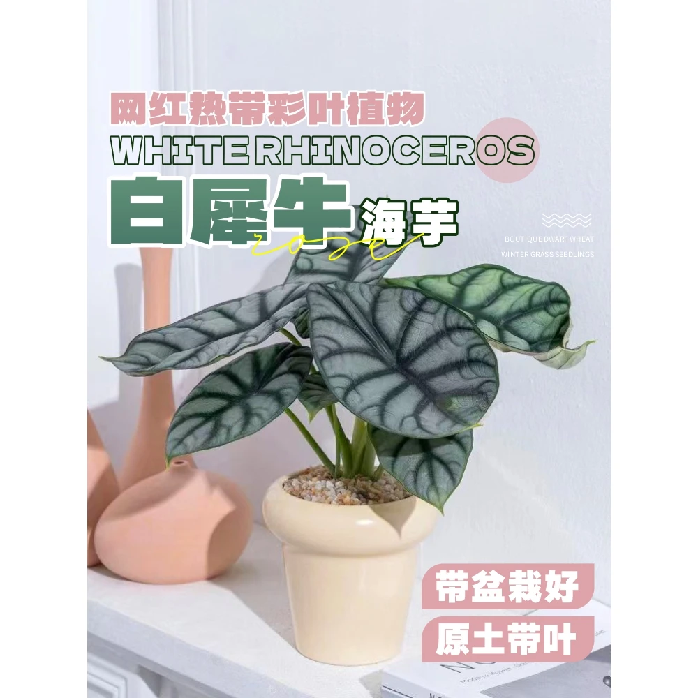 白犀牛海芋彩叶芋盆栽水培植物室内客厅办公盆景四季好养热带绿植