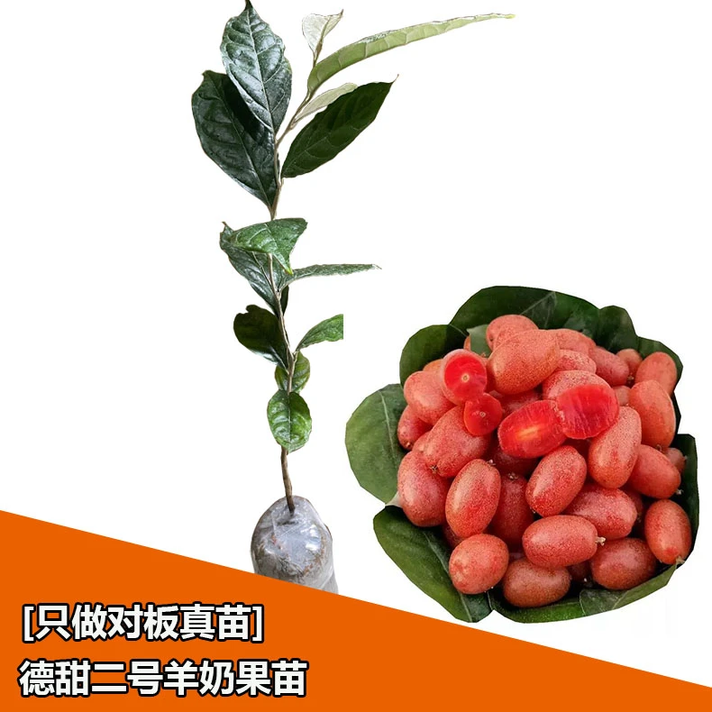 羊奶果苗嫁接盆栽特大鲜果德甜二号果树果苗南北方庭院种植好养活