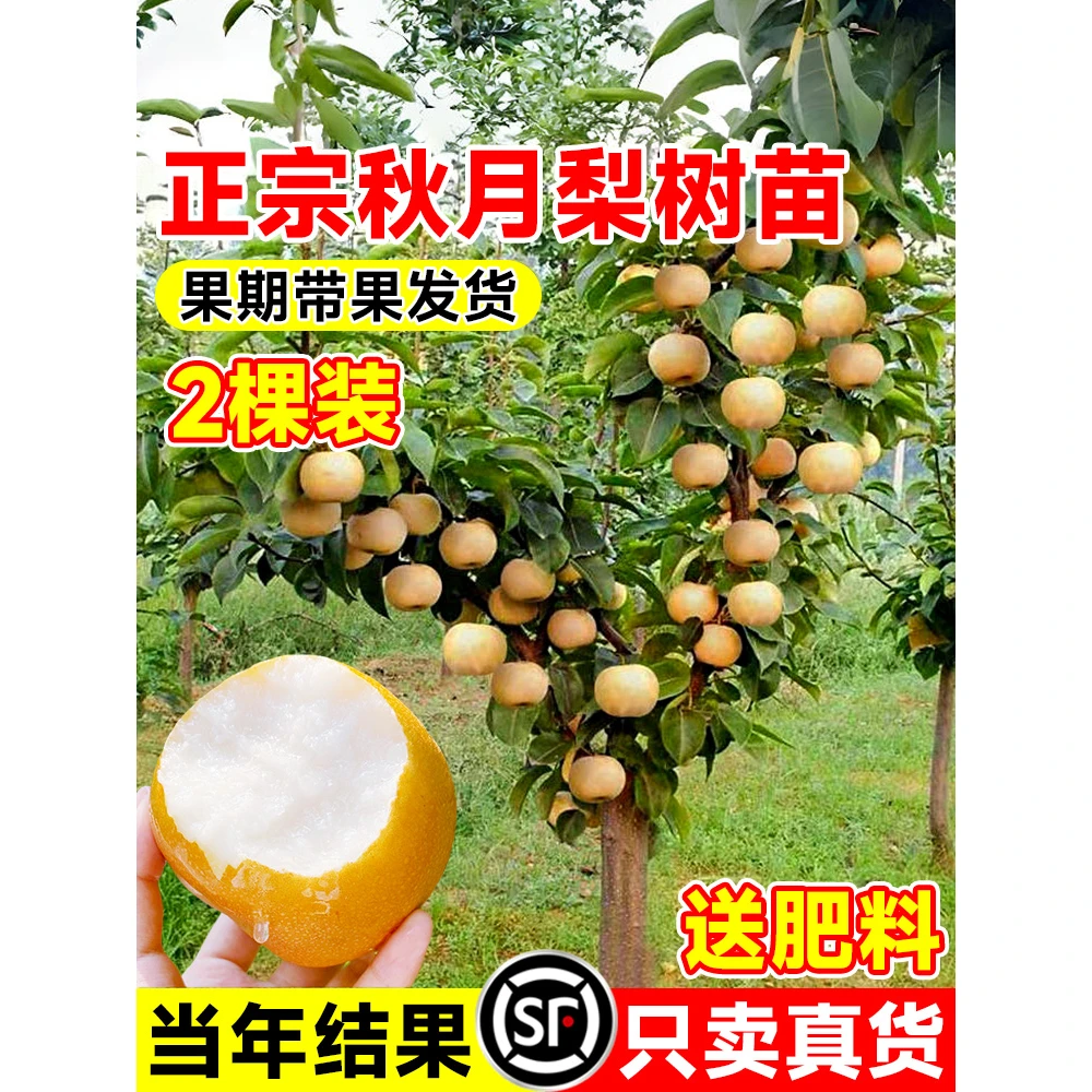 秋月梨树果苗正宗嫁接苗圆皇翠冠黄金花梨子果树苗南北方盆栽种植