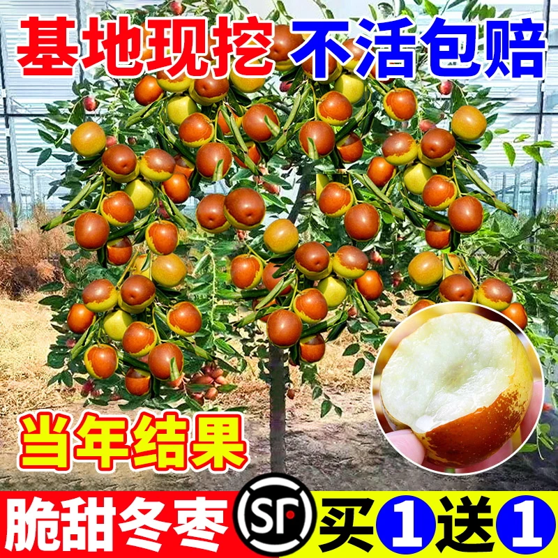 枣树活苗果树带土球正宗特大枣超甜嫁接冬枣苗树观赏现挖结果发货