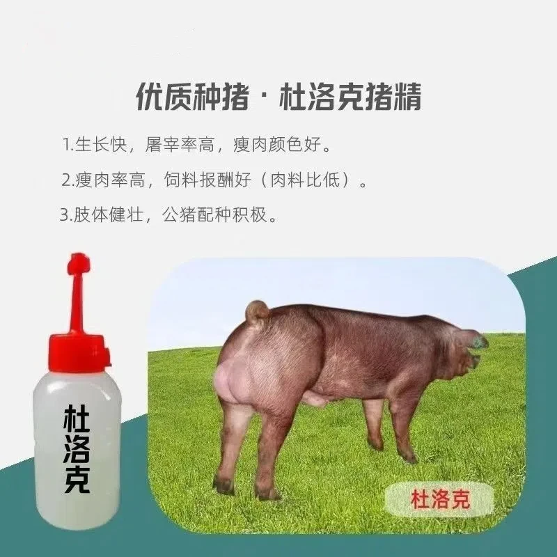 新美系红杜洛克种公猪种母猪精液一头包邮包对版猪用耗材