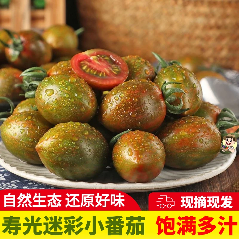 【寿光特色】迷彩小番茄铁皮小柿子棕色千禧樱桃圣女果现摘自然熟