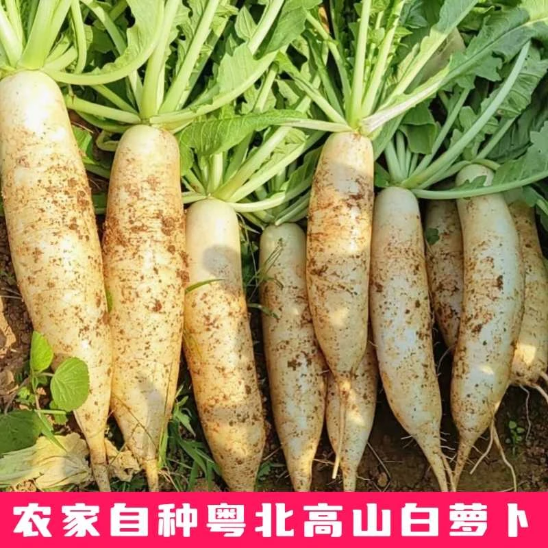 广东韶关当季新鲜白萝卜蔬菜农家自种脆甜生吃现挖带泥发货包邮