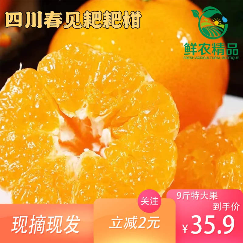 现摘现发新鲜正宗春见耙耙柑特大果香甜爆汁皮薄个大应季水果甜蜜