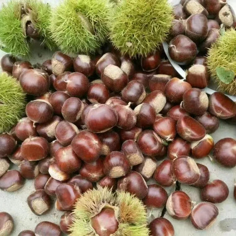 2025年江西高山农家新鲜现摘生迁西土板栗小锥毛油栗子大粉甜糯