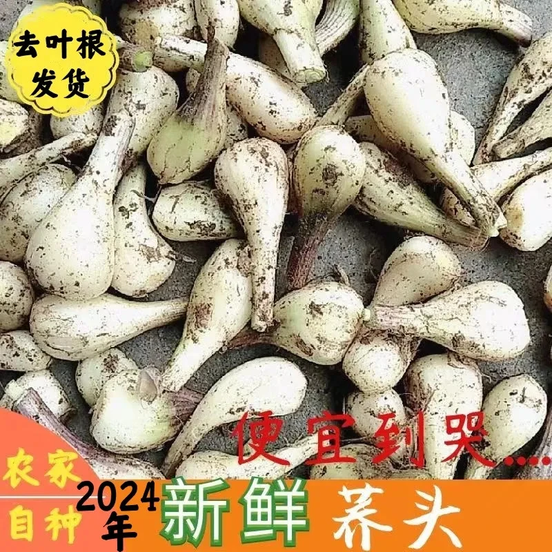 2025年江西新鲜茭头荞头现挖荞头小葱头藠头子个大脆嫩不带叶根