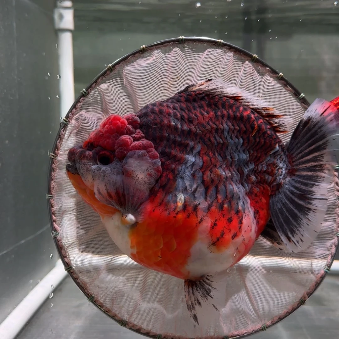 【闪购商品】金鱼金鱼类不分公母18