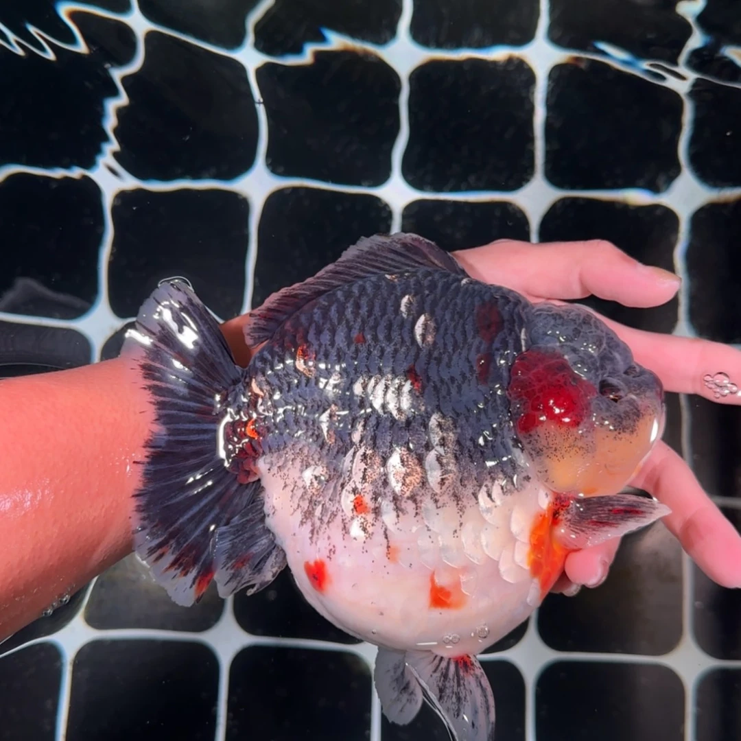 【闪购商品】金鱼金鱼类公18