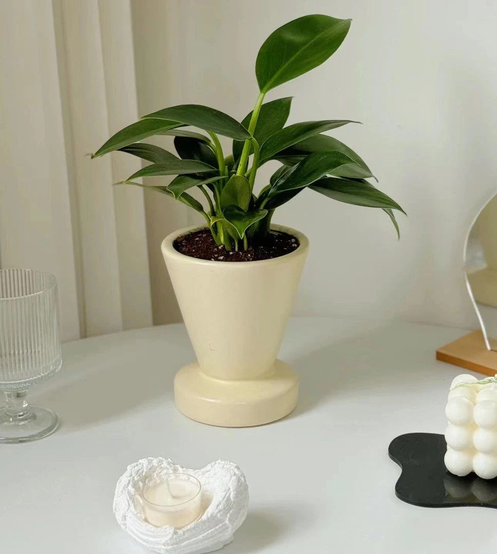 【李先生】绿公主室内观赏盆栽绿植