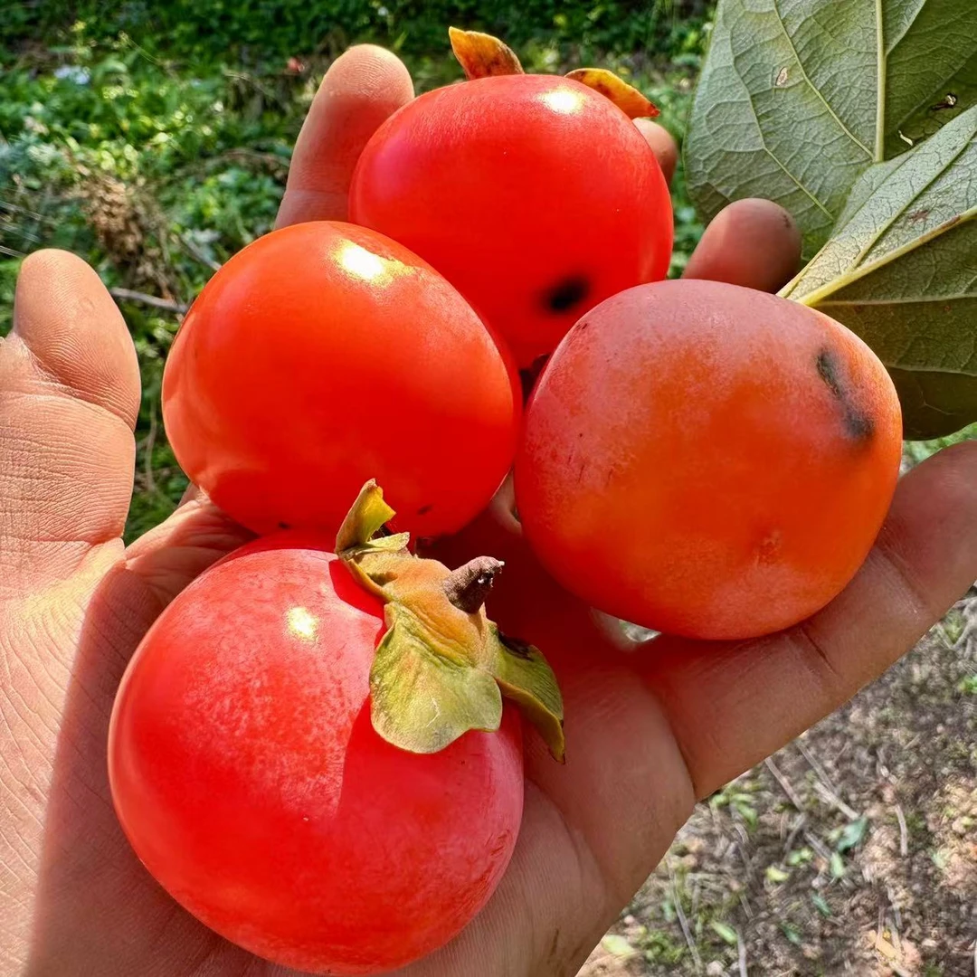 临潼火晶柿子 甜蜜多汁 皮薄如纸15/30枚装