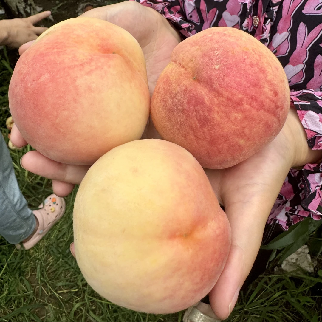 陕西水蜜桃5斤大果包邮 新鲜应季水果香甜树上采摘