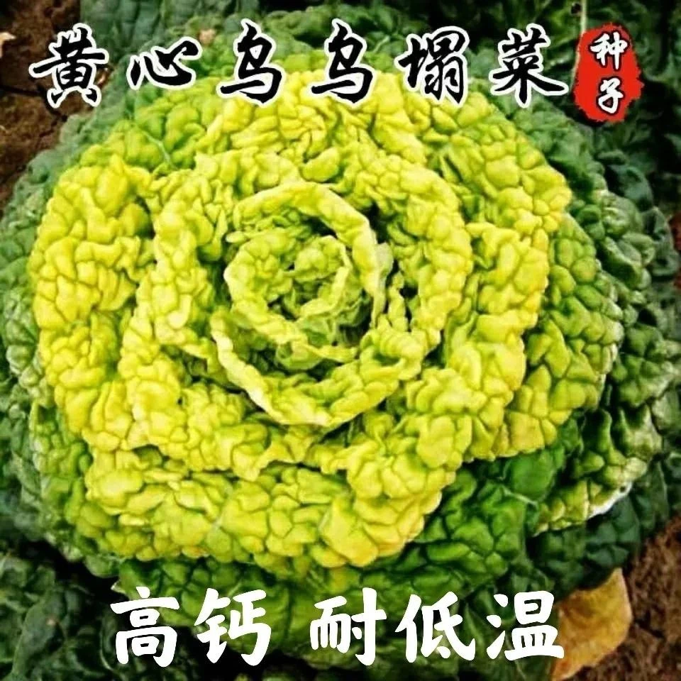黄心乌塌菜种子耐寒黄金卷芯菜籽小白菜种孑秋冬阳台庭院蔬菜种籽