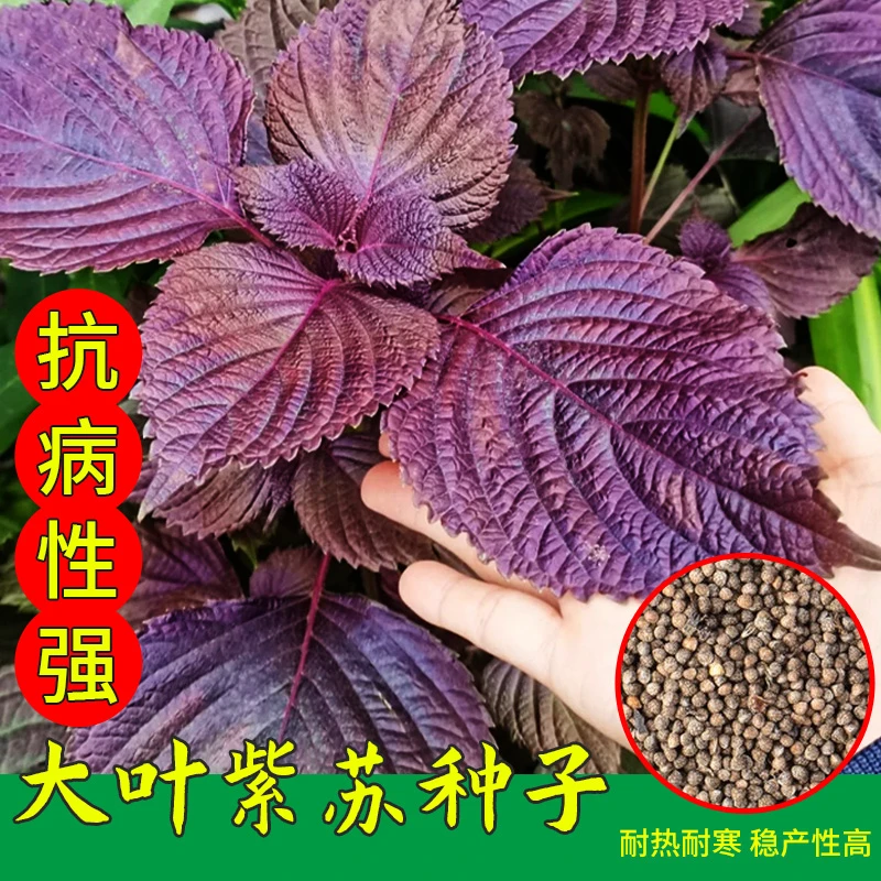 紫苏子紫苏种子紫苏叶种籽盆栽可食用种植苗四季籽种蔬菜孑苏子叶