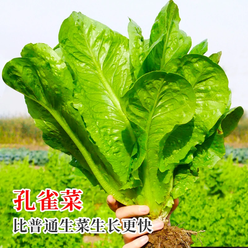 孔雀菜种子四季播种生吃脆甜高营养直立生菜盆栽大田沙拉生菜种子