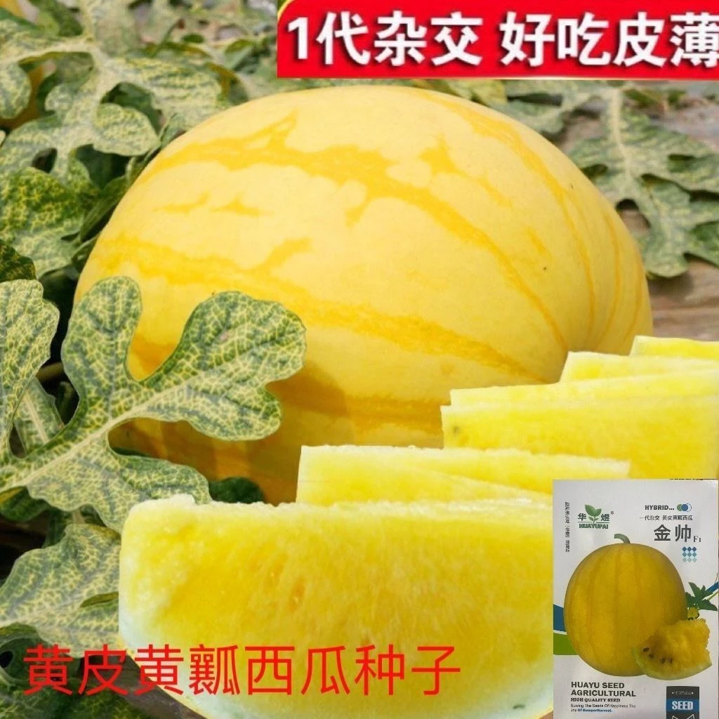 黄皮黄瓤西瓜种子黄肉黄金西瓜无籽小凤西瓜种子无籽黄心西瓜子
