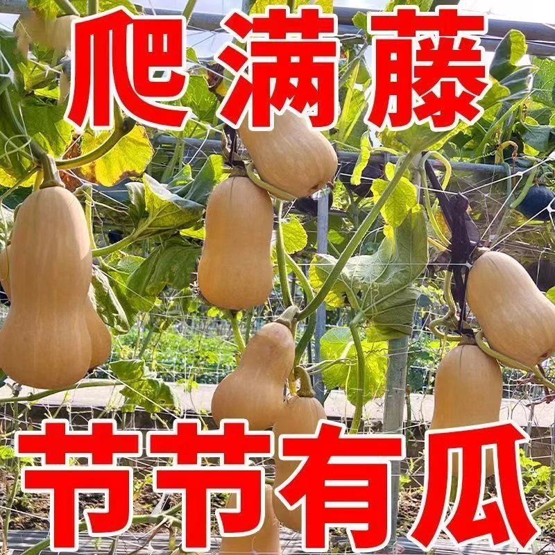 【奶油南瓜种子】一年四季种植春秋季甜糯香芋蜜南瓜南瓜品种大全