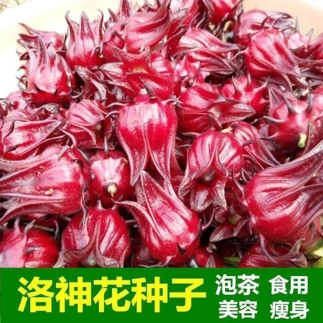 洛神花种子四季云南红金梅苗种孑玫瑰茄树苗盆栽四季开花红桃k种