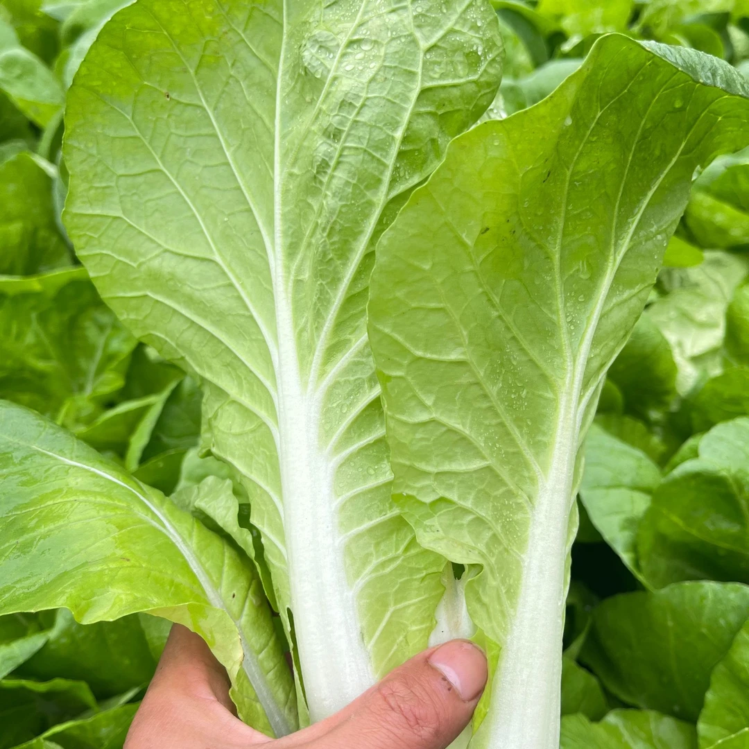 农家自己种植快白菜