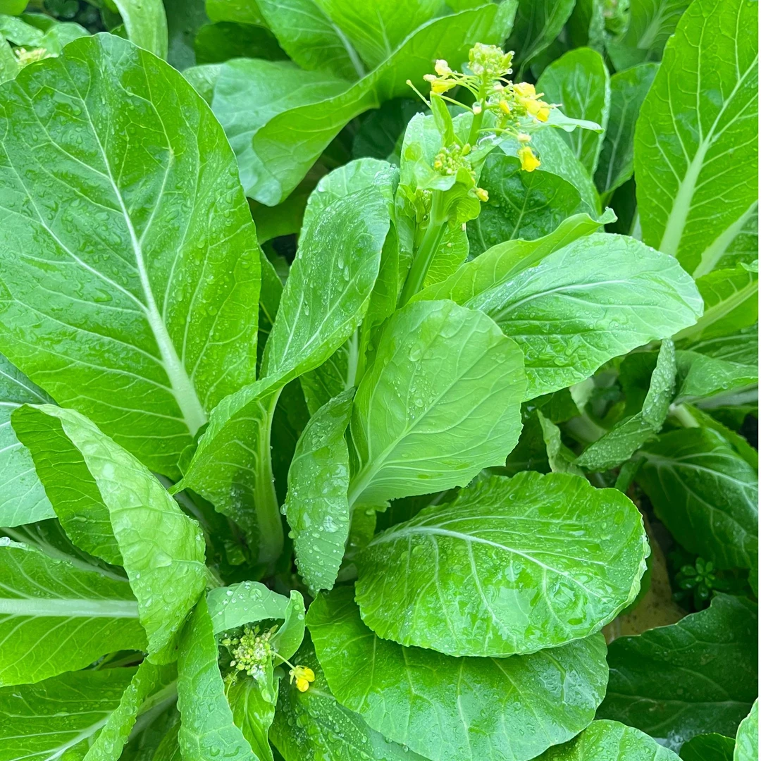 (京东快递)农家种植白菜苔