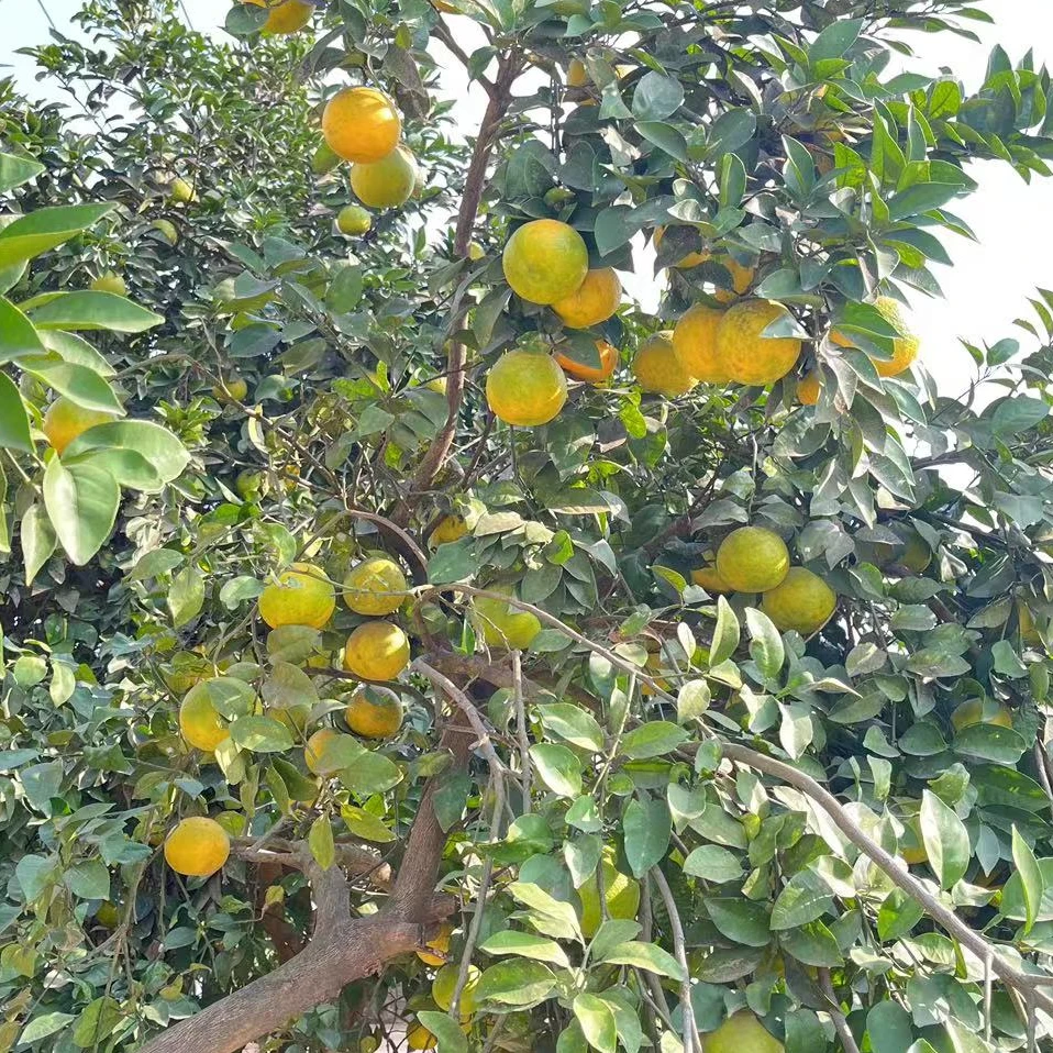农家自己种植酸泡柑5斤包邮